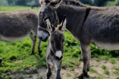 Enlarge image, modal window