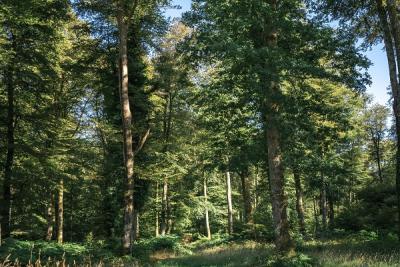 Enlarge image, modal window