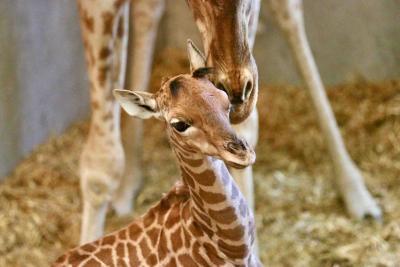 Enlarge image, modal window