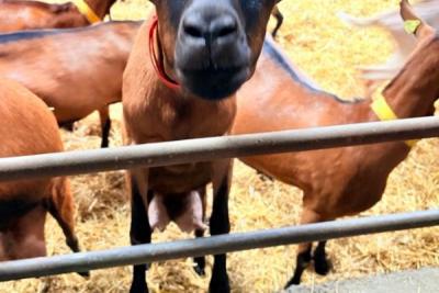 Enlarge image, modal window