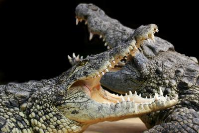 Enlarge image, modal window - Photo Alligator Bay