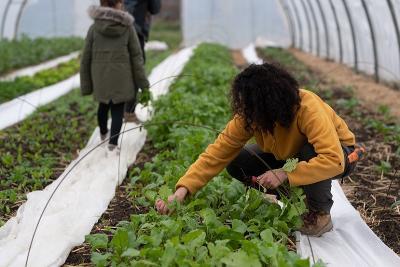 Enlarge image, modal window