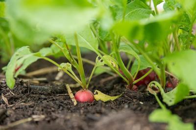 Enlarge image, modal window