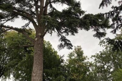 Enlarge image, modal window