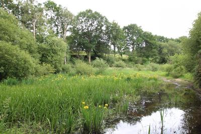 Enlarge image, modal window