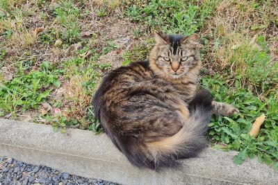 Enlarge image, modal window