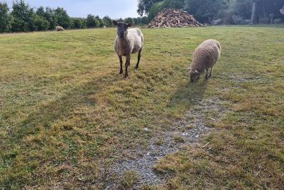 Enlarge image, modal window