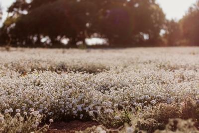 Enlarge image, modal window