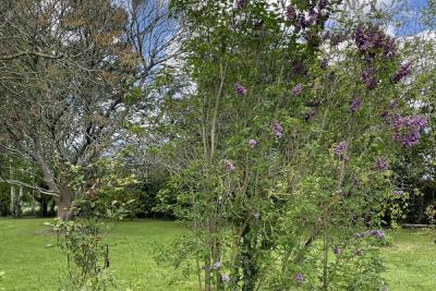 Enlarge image, modal window