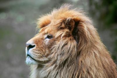 Enlarge image, modal window