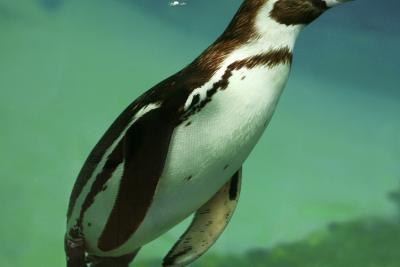 Enlarge image, modal window