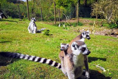 Enlarge image, modal window