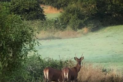 Enlarge image, modal window