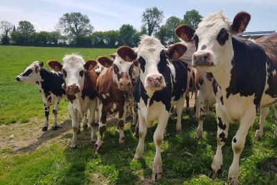 Enlarge image, modal window