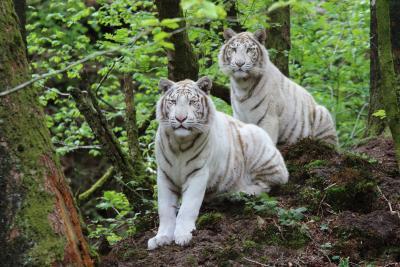 Enlarge image, modal window