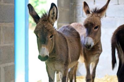 Enlarge image, modal window