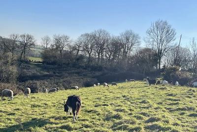 Enlarge image, modal window