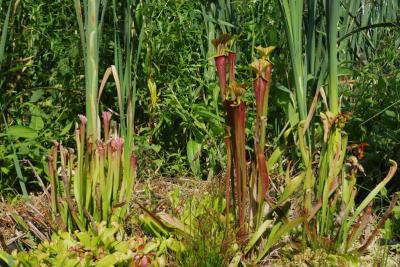 Enlarge image, modal window