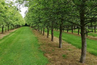 Enlarge image, modal window