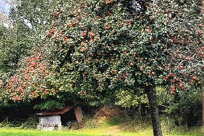 Enlarge image, modal window