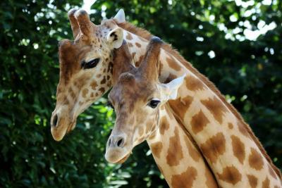 Enlarge image, modal window