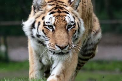 Enlarge image, modal window